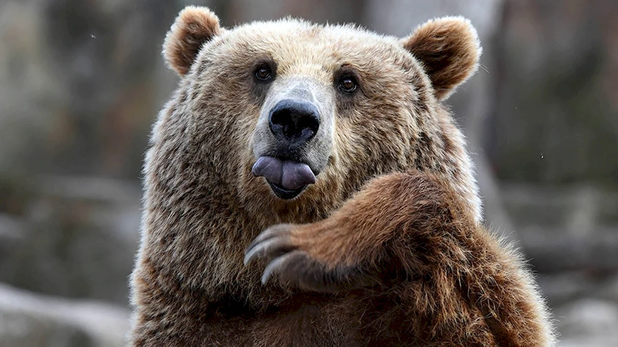 Бурый медведь смешной. Красивое животное