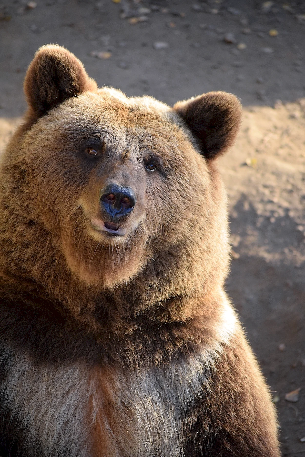 Бурый медведь Ursus arctos. Красивое животное