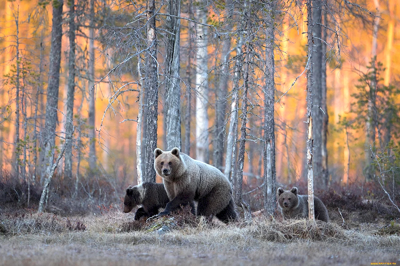 Бурый медведь Уссурийская Тайга. Картинка