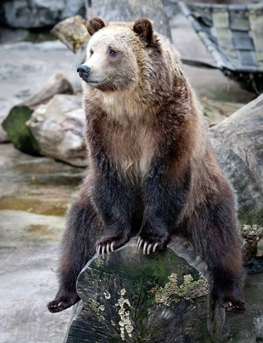 Бурый медведь живущий в Северной Америке. Картинка