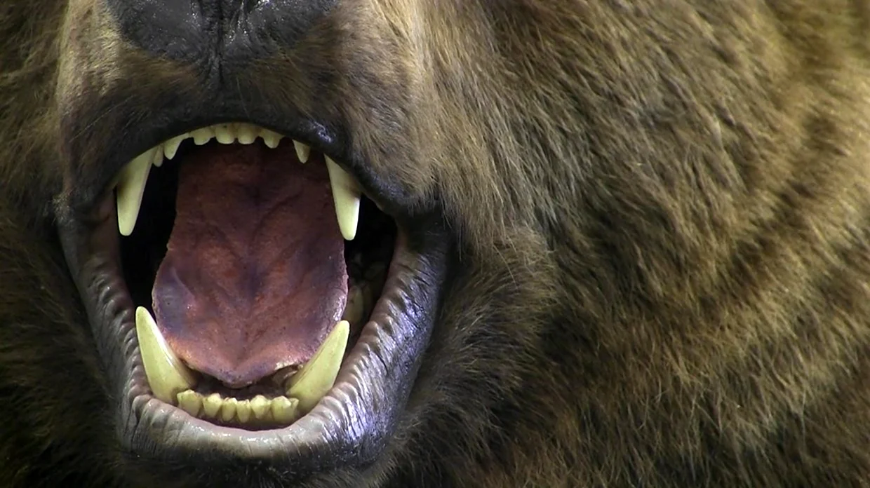 Бурый медведь зубы. Красивое животное