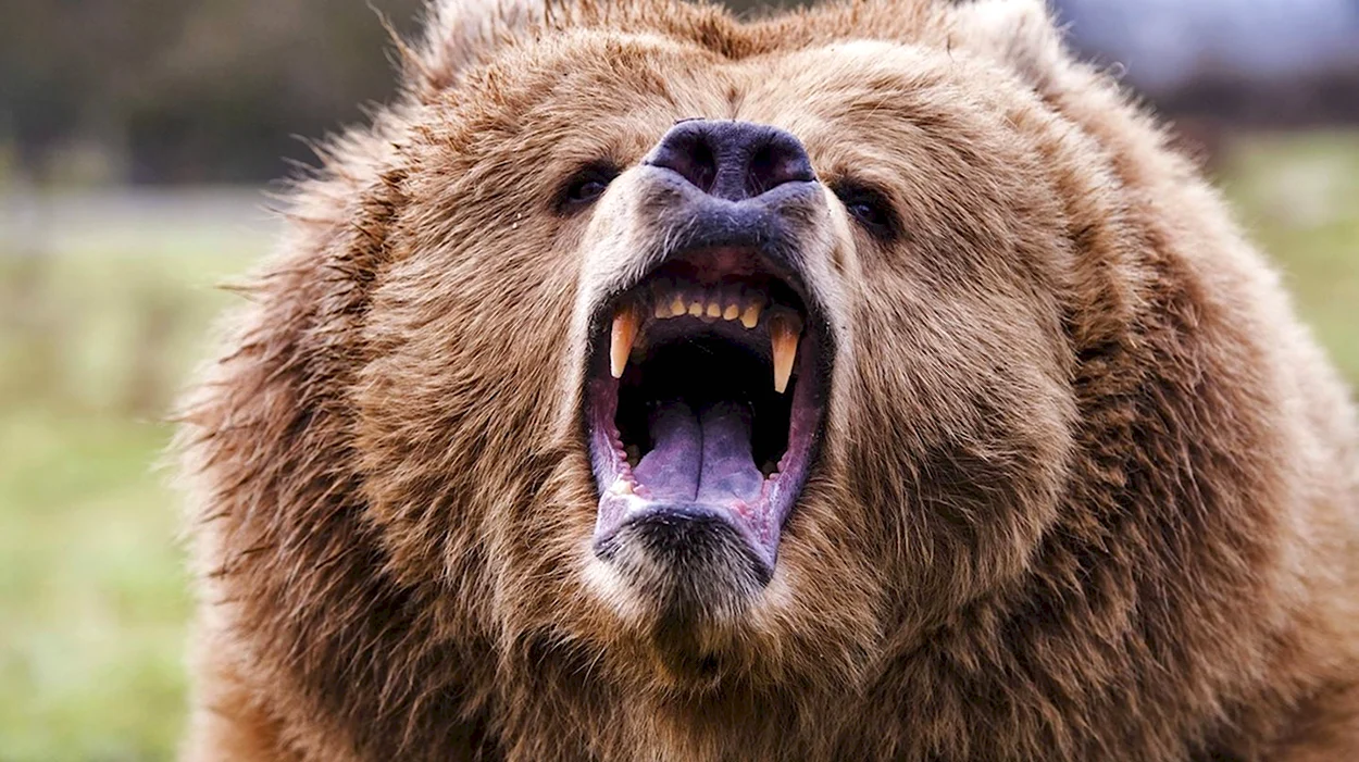 Бурый медведь зубы. Красивое животное