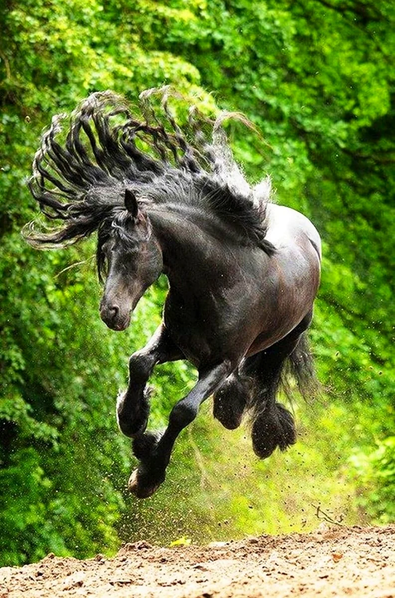 Буцефал конь. Красивое животное
