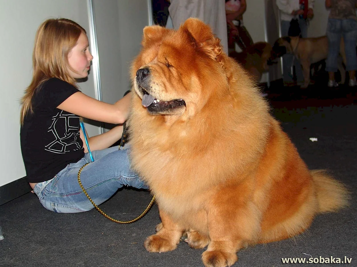 Чау-чау Размеры взрослой собаки. Красивое животное