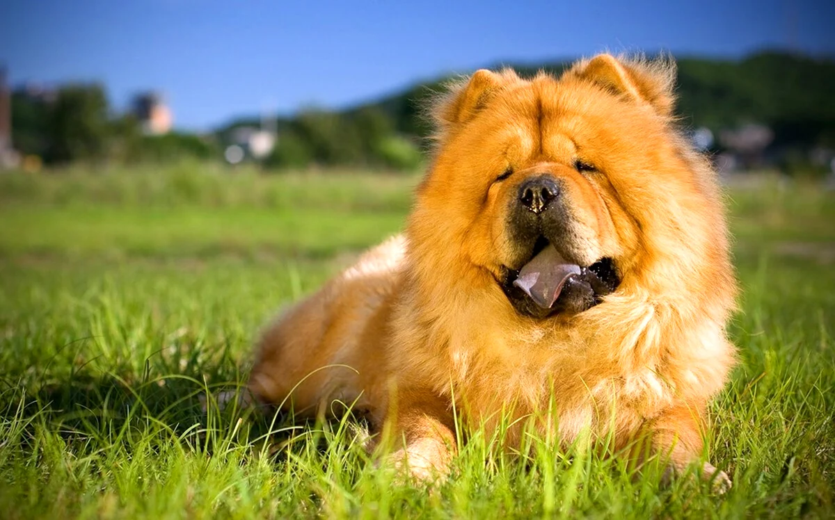 Чау-чау собака. Красивое животное