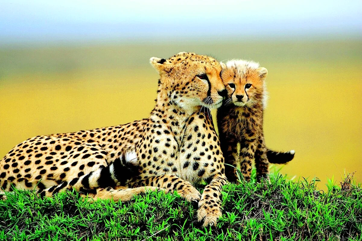 Cheetah гепард. Красивая картинка