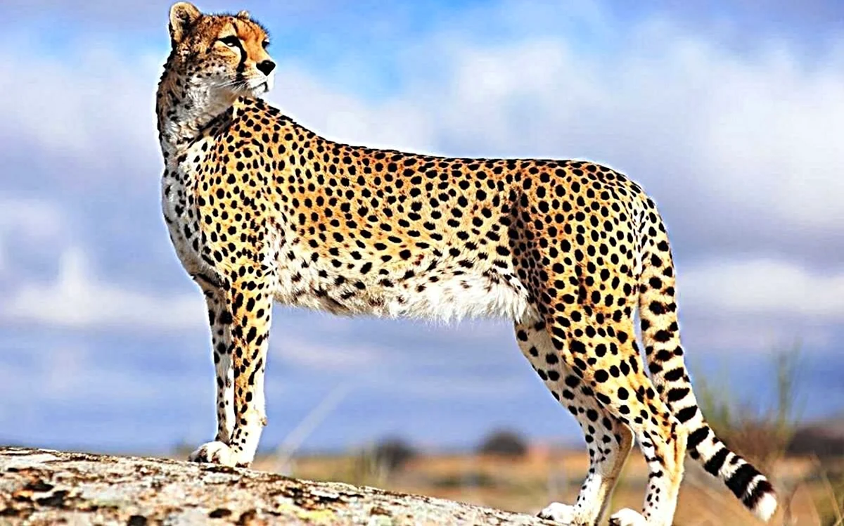 Cheetah гепард. Красивое животное
