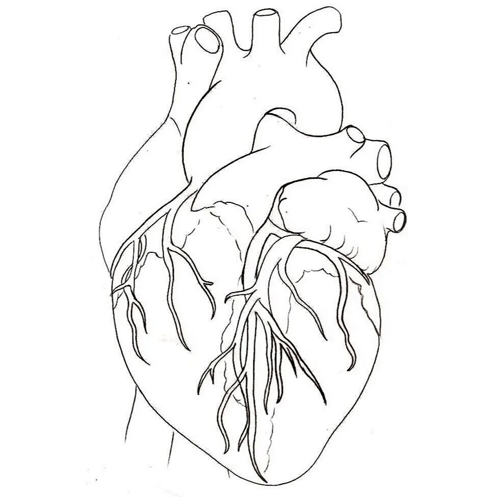 Человеческое сердце контур. Для срисовки