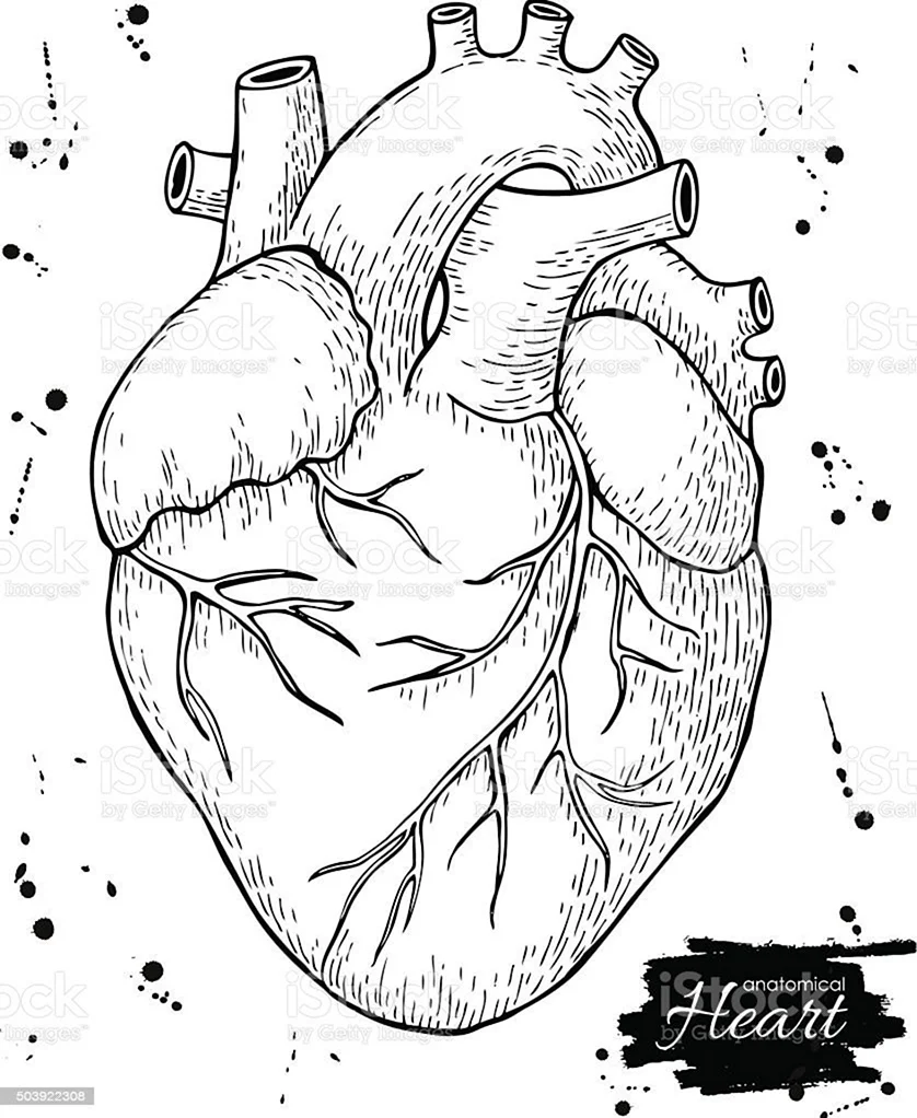 Человеческое сердце раскраска. Для срисовки
