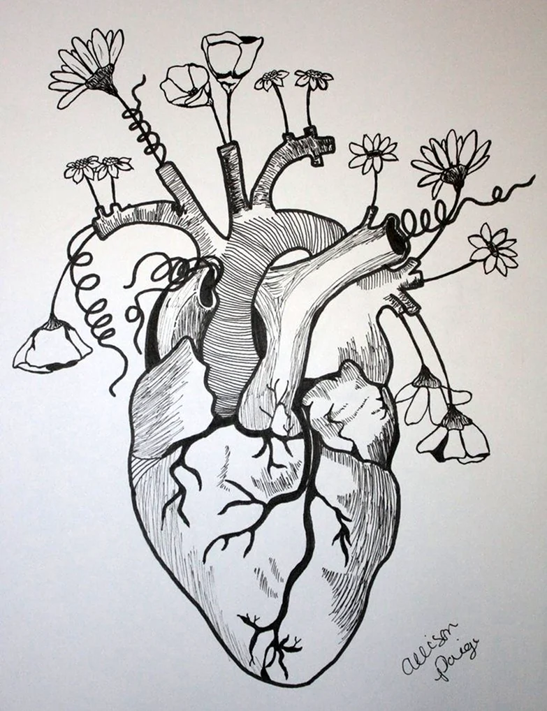 Человеческое сердце с цветами. Для срисовки