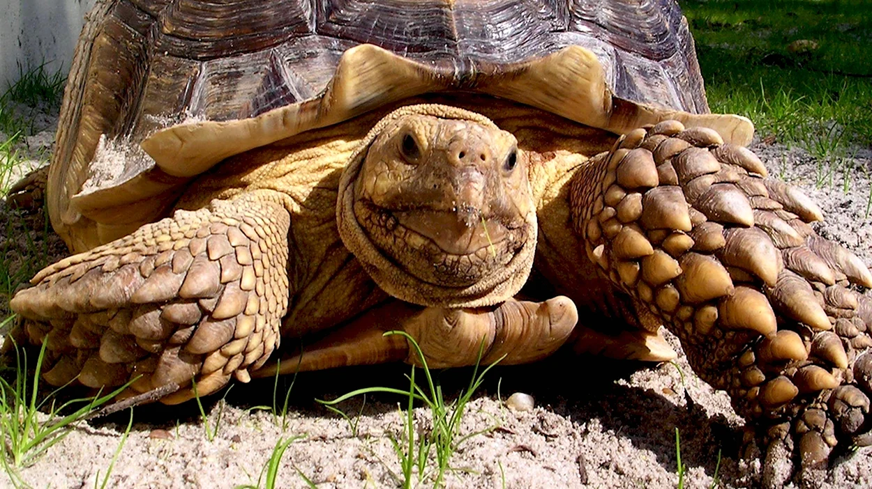Черепаха колоссохелис. Красивое животное