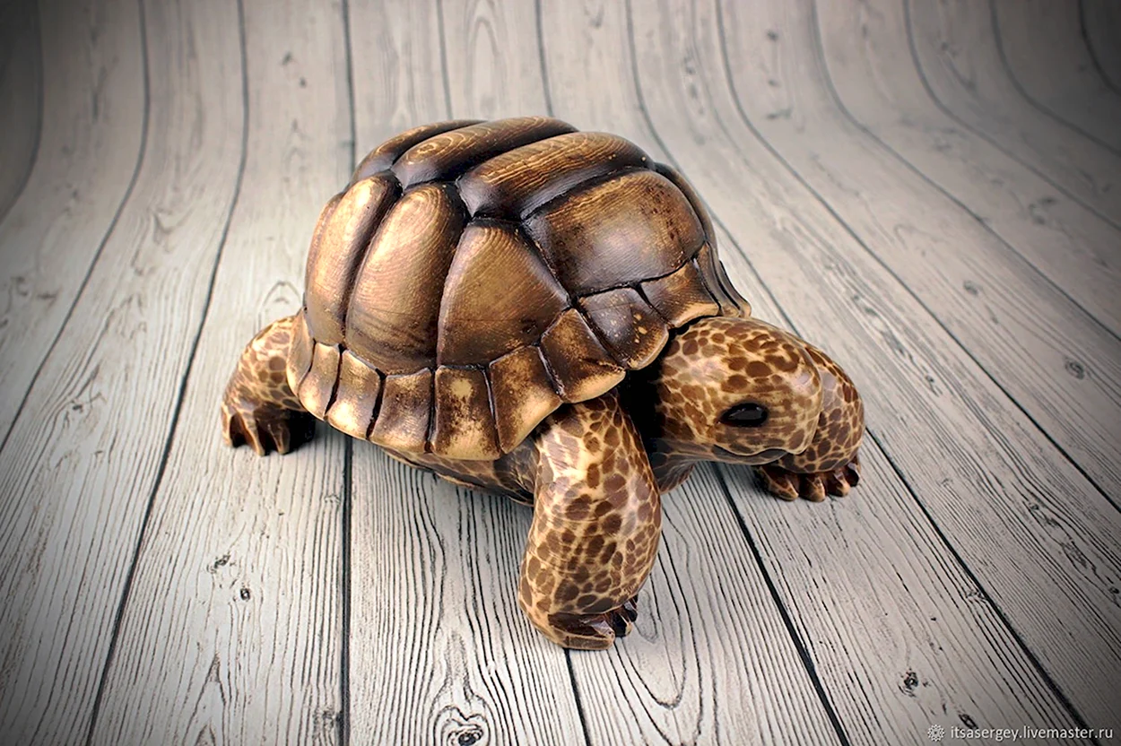 Черепаха Марион. Красивое животное