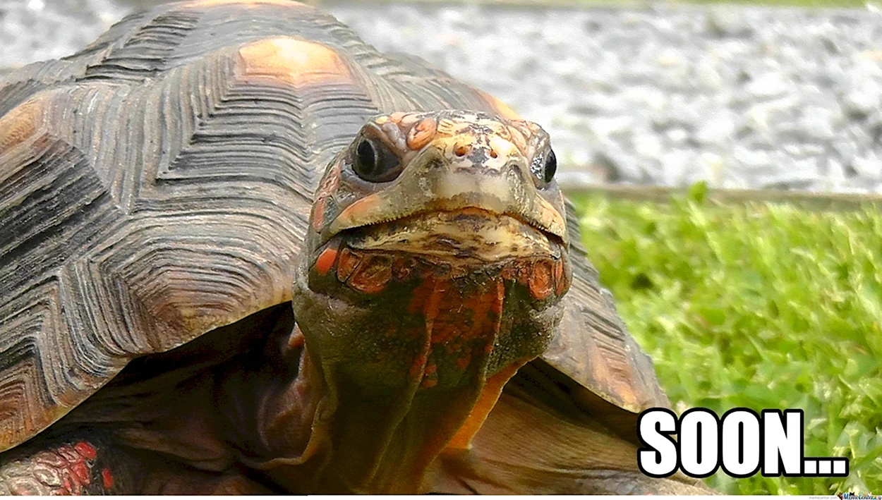 Черепаха Мем. Красивое животное