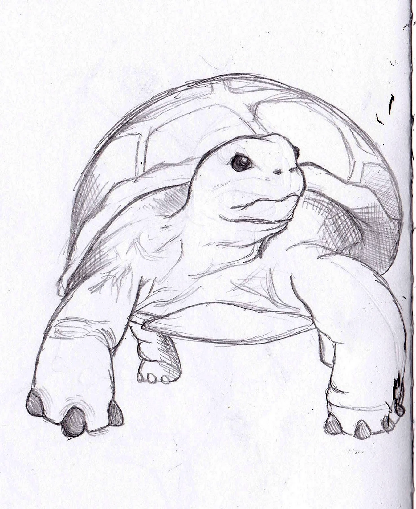 Черепаха рисунок карандашом. Для срисовки
