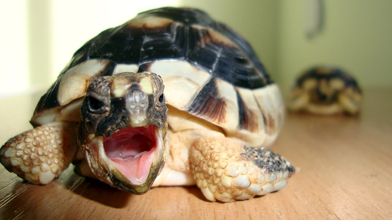 Черепаха сухопутная двухголовая. Красивое животное
