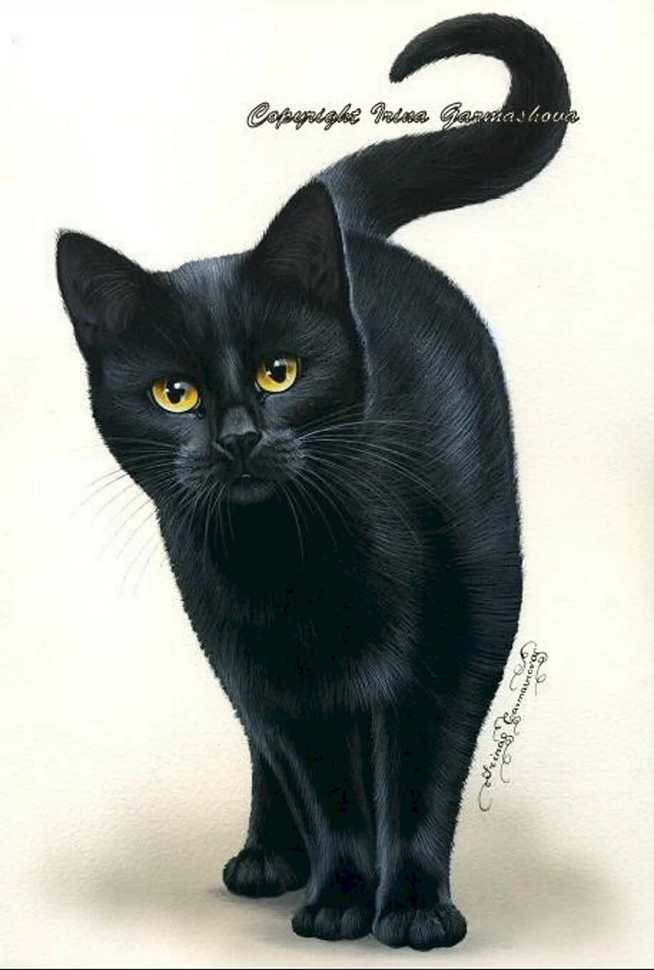 Черная кошка. Для срисовки
