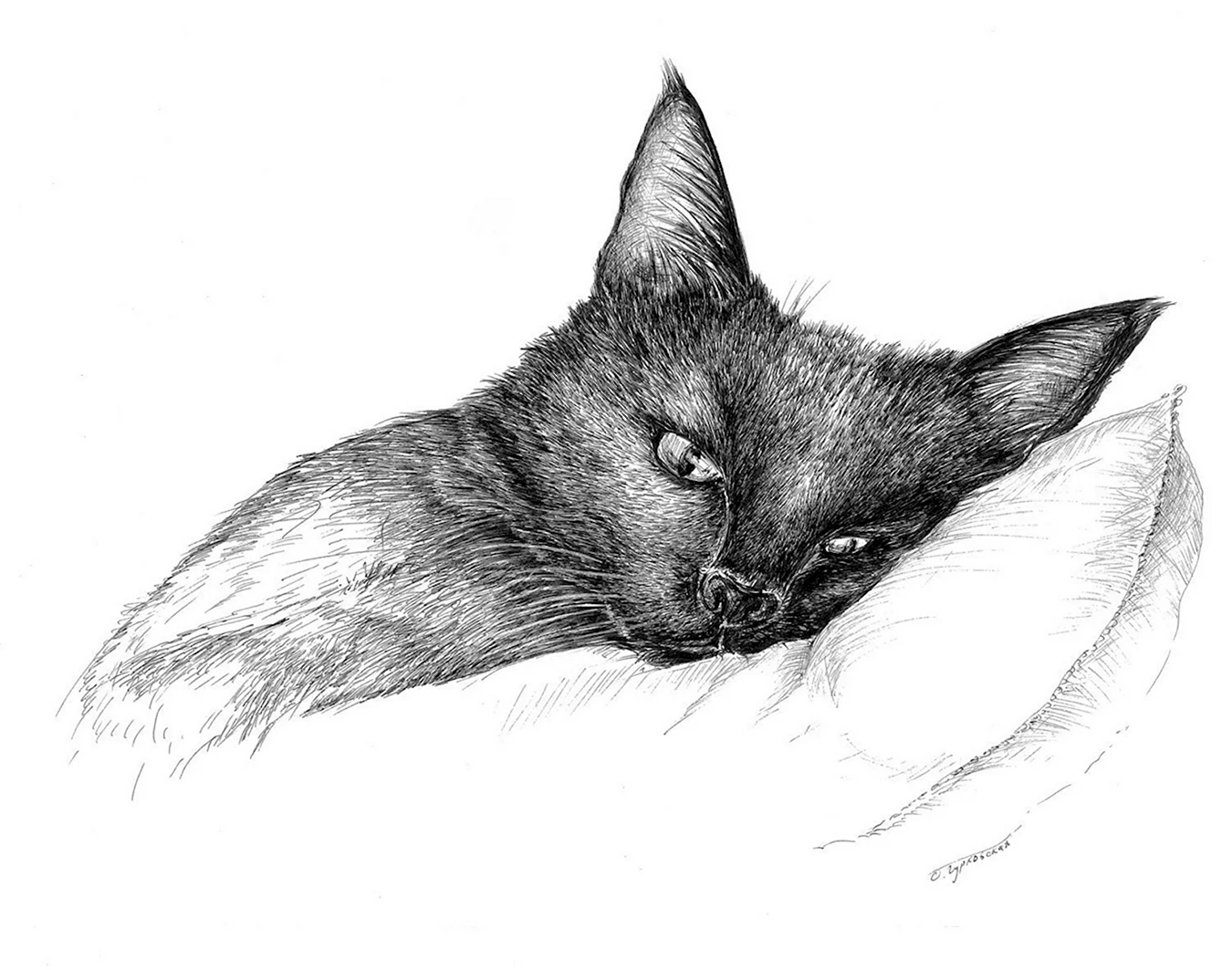 Черная кошка рисунок карандашом. Для срисовки