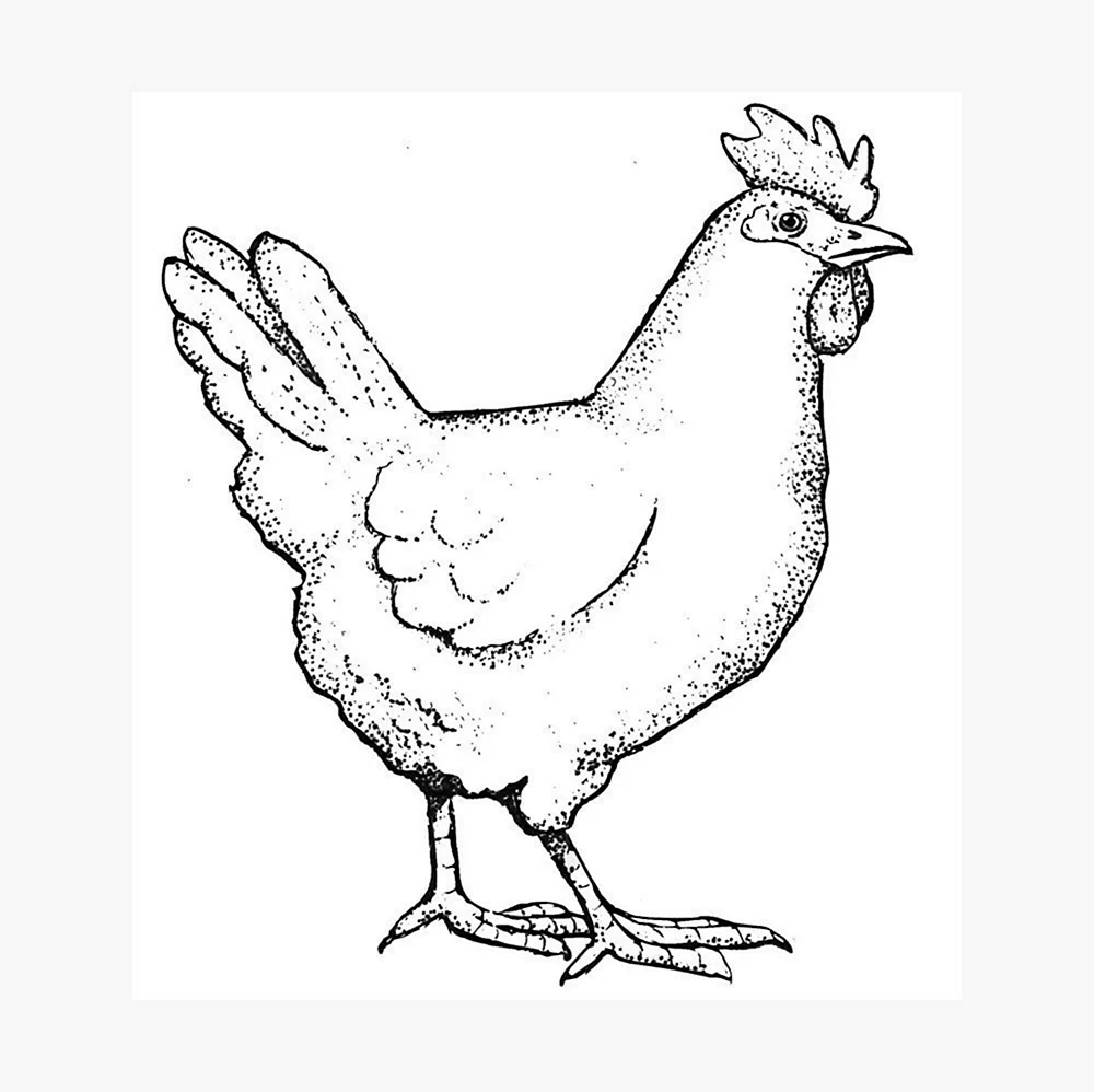 Чёрная курица или подземные жители рисунок курицы. Для срисовки