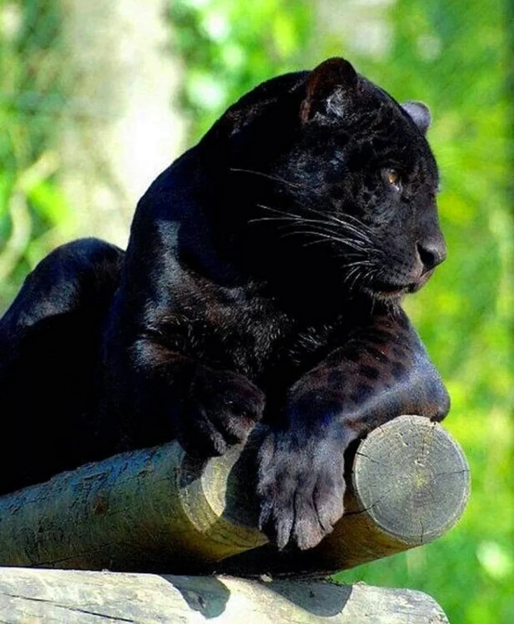 Черная пантера. Картинка