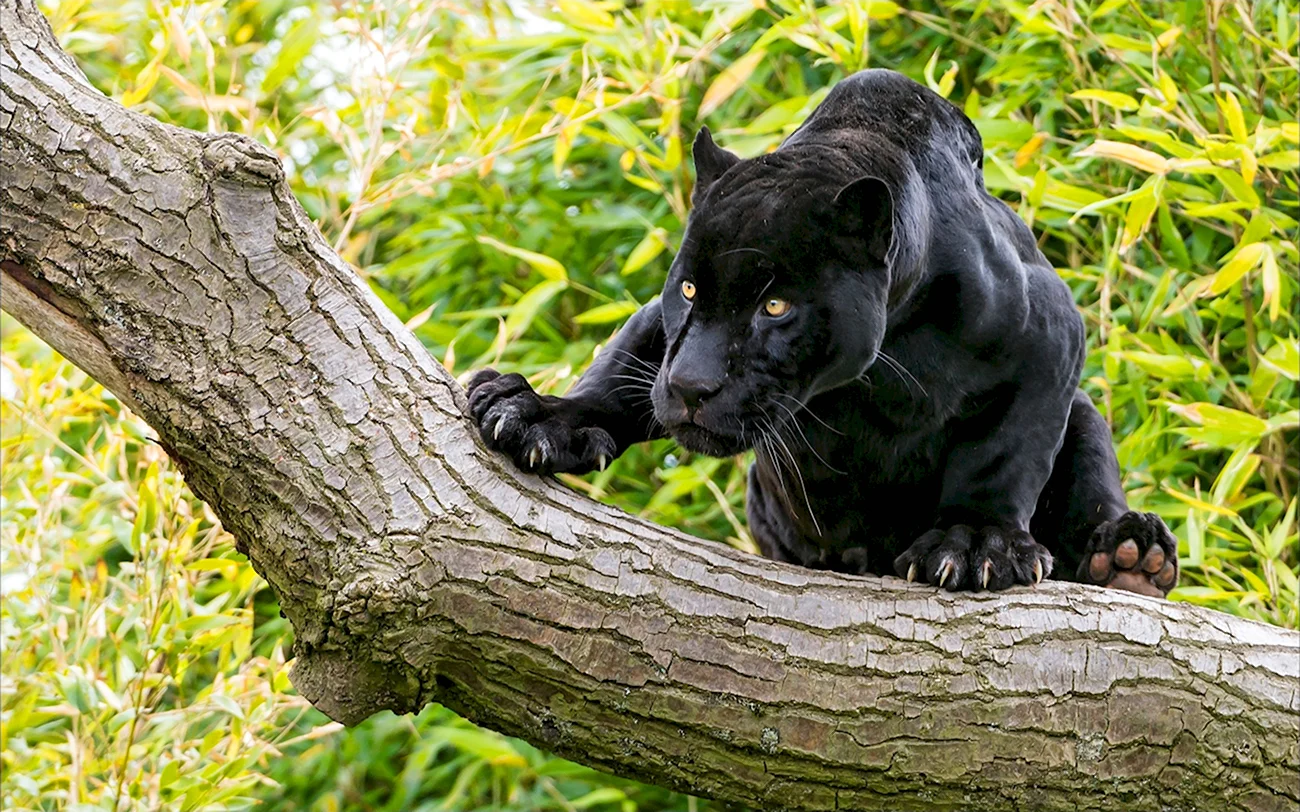 Черная пантера Багира. Картинка