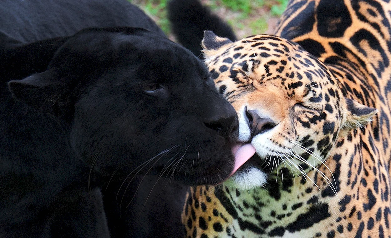 Черная пантера Ягуар. Красивое животное