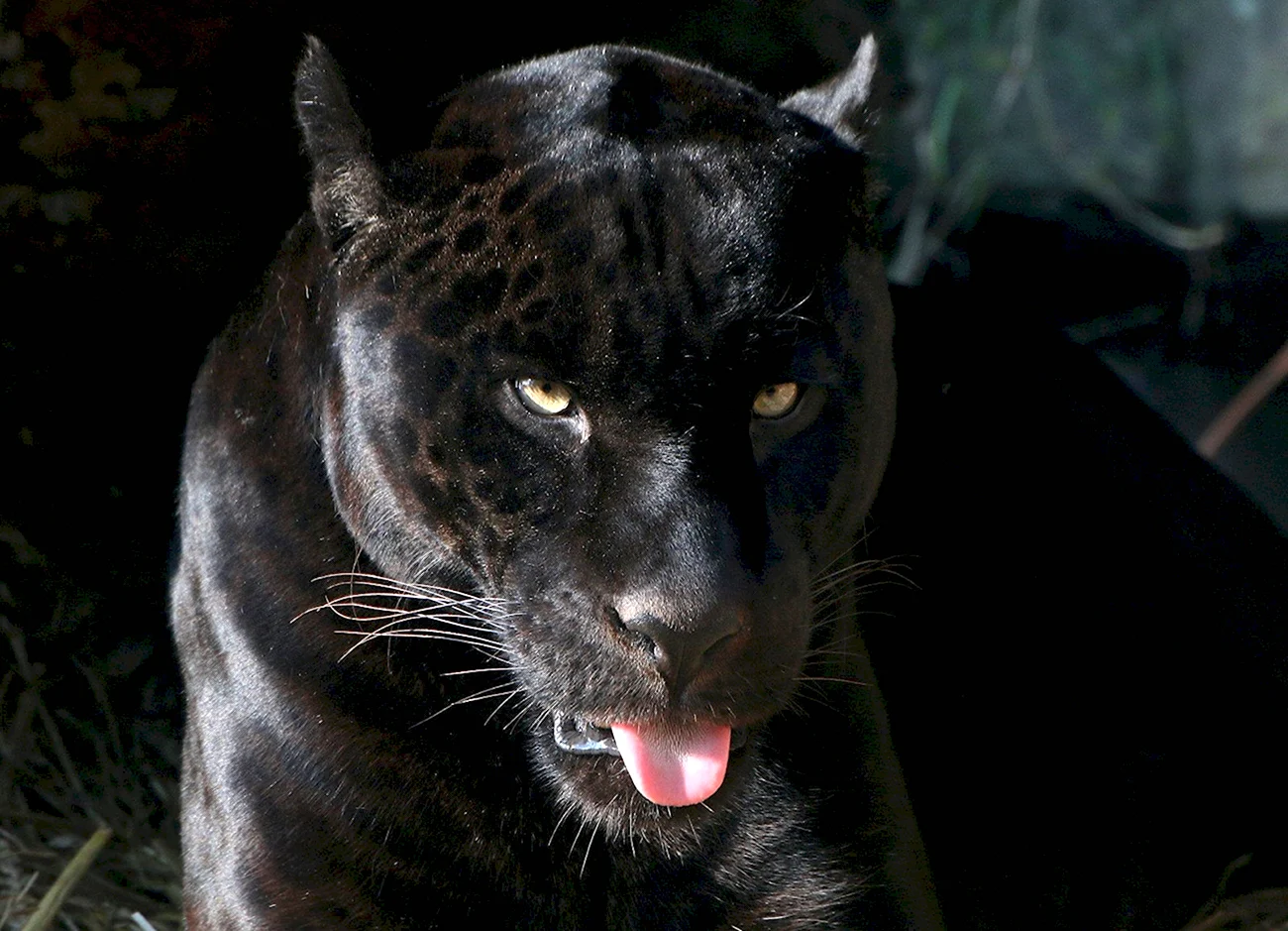 Черная пантера Ягуар. Картинка