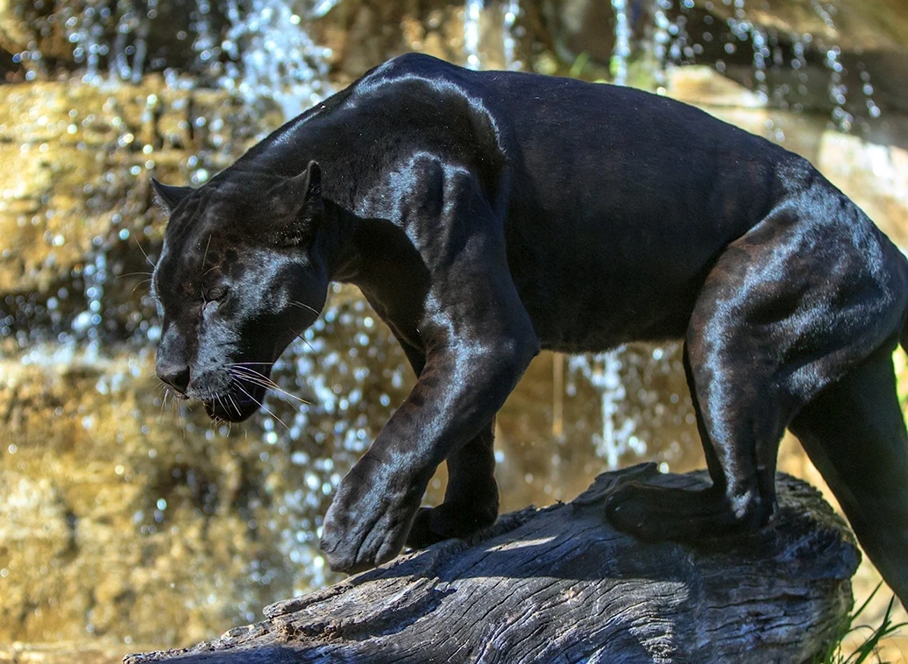 Черная пантера животное Ягуар. Картинка