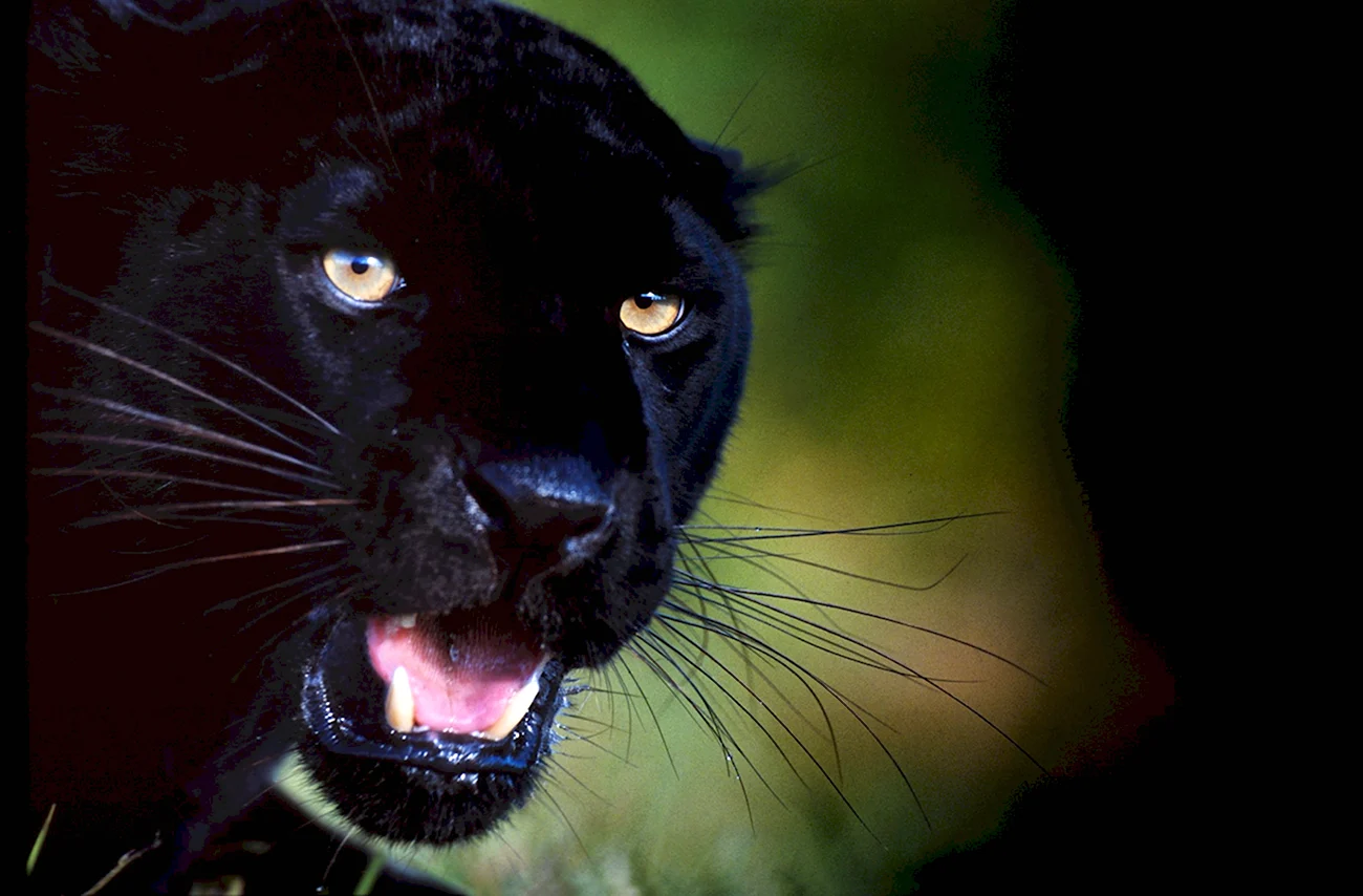 Черная саблезубая пантера. Картинка