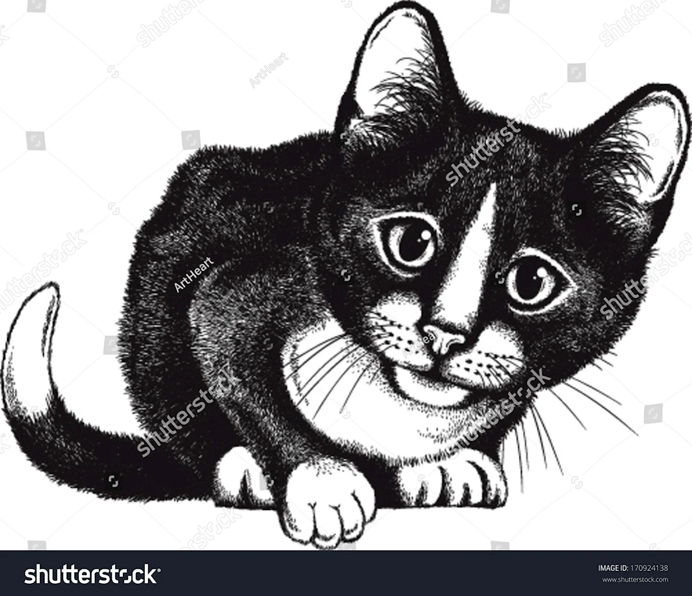 Черно белое изображение кошки. Для срисовки