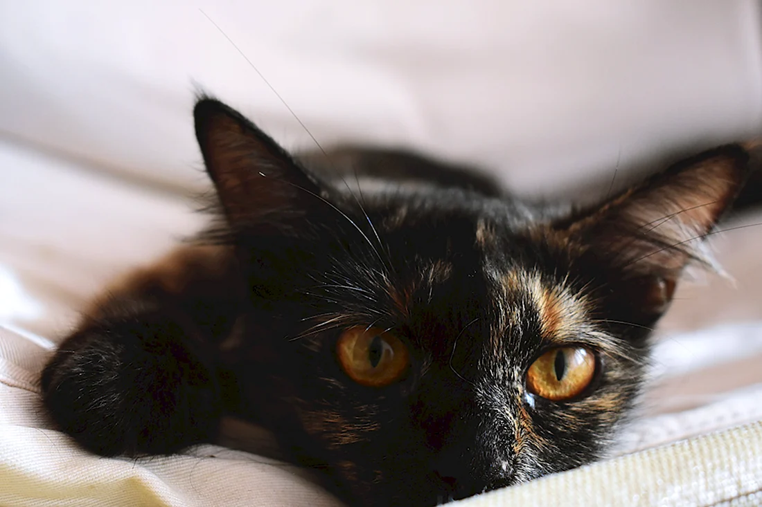 Черно коричневая кошка. Красивые картинки животных