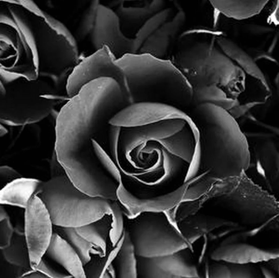 Черно серые цветы. Красивая картинка