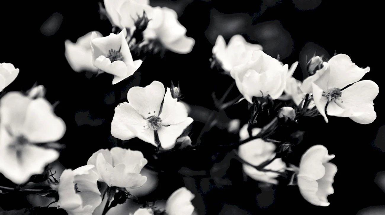 Черно-белый цветок. Картинка