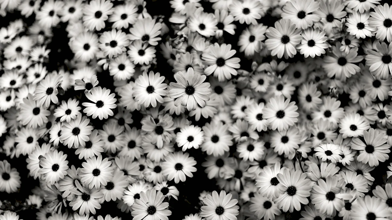 Черно-белый цветок. Картинка