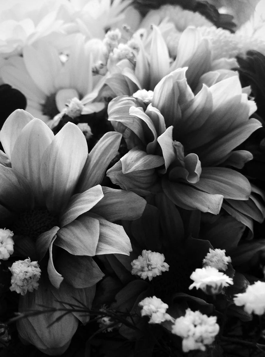 Черно-белый цветок. Красивая картинка