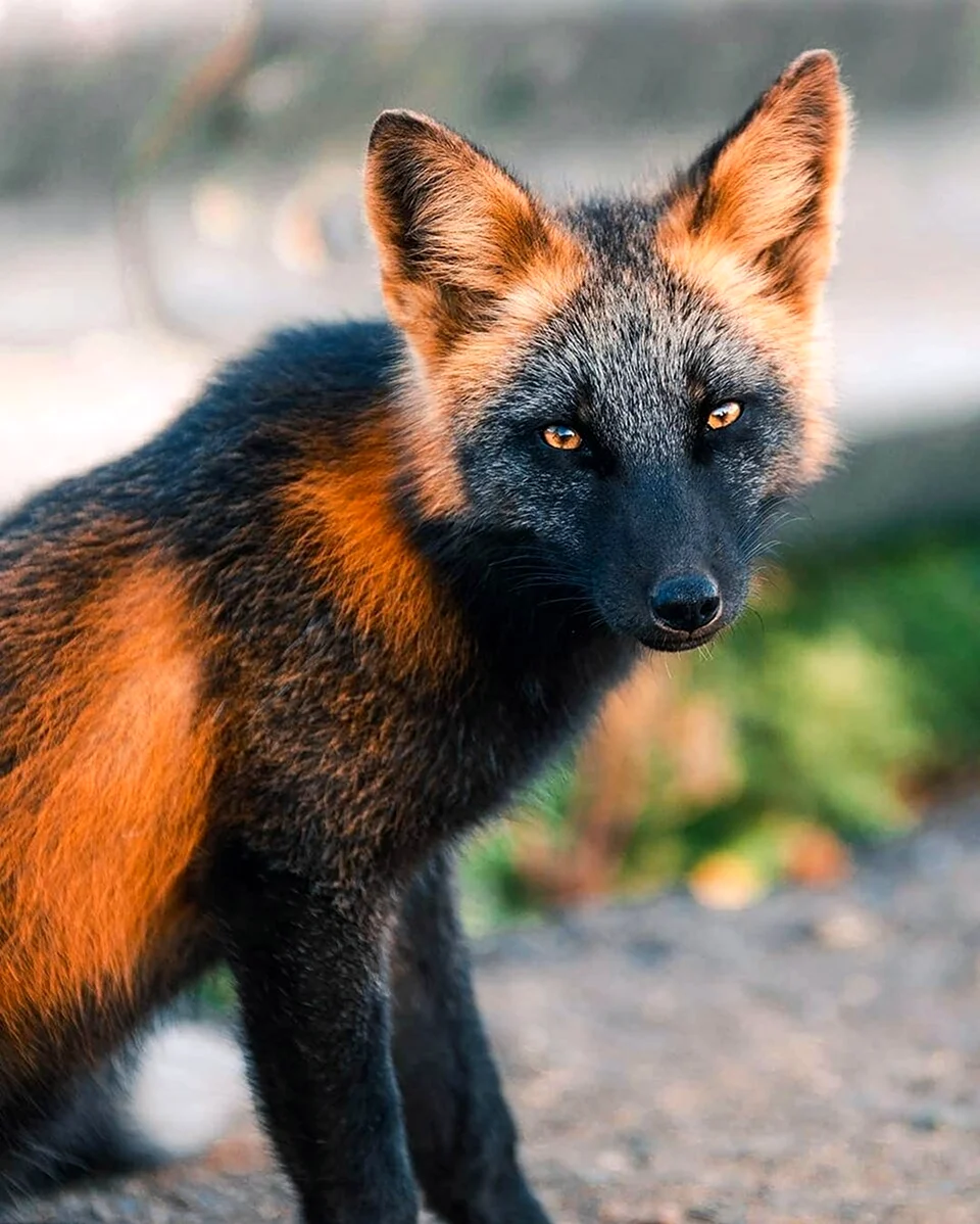 Чернобурая лиса. Красивые картинки животных