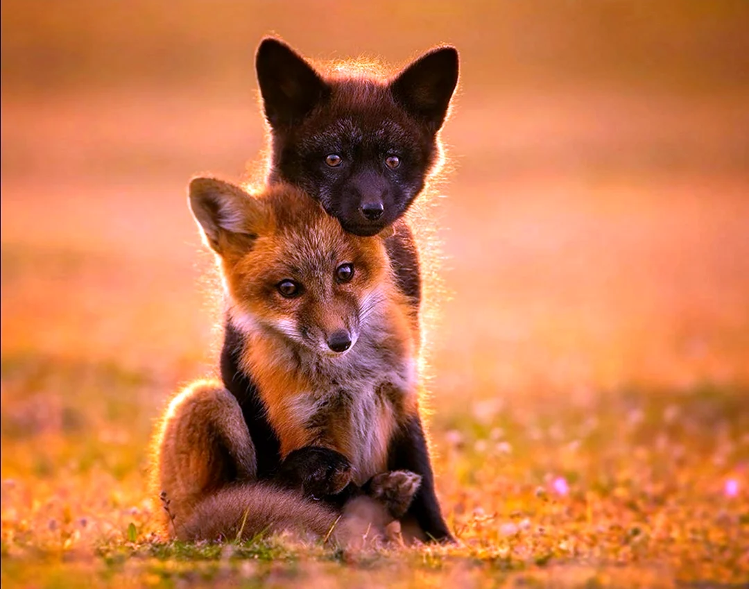 Чернобурая лисица с лисятами. Красивые картинки животных