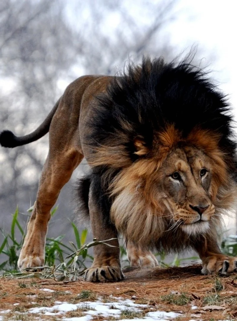 Черногривый Лев. Красивое животное