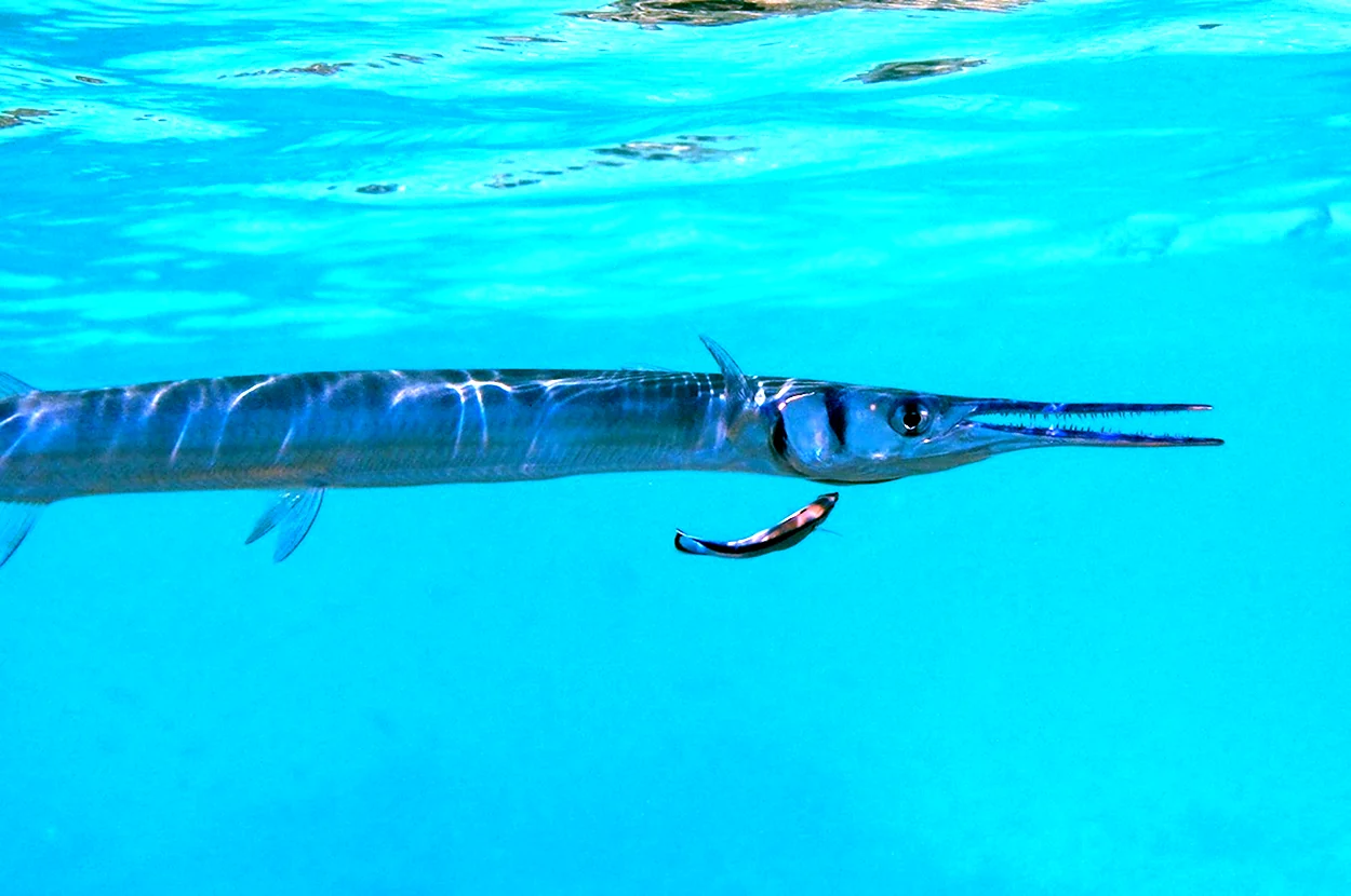 Черноморская Пухлощёкая рыба-игла. Красивое животное