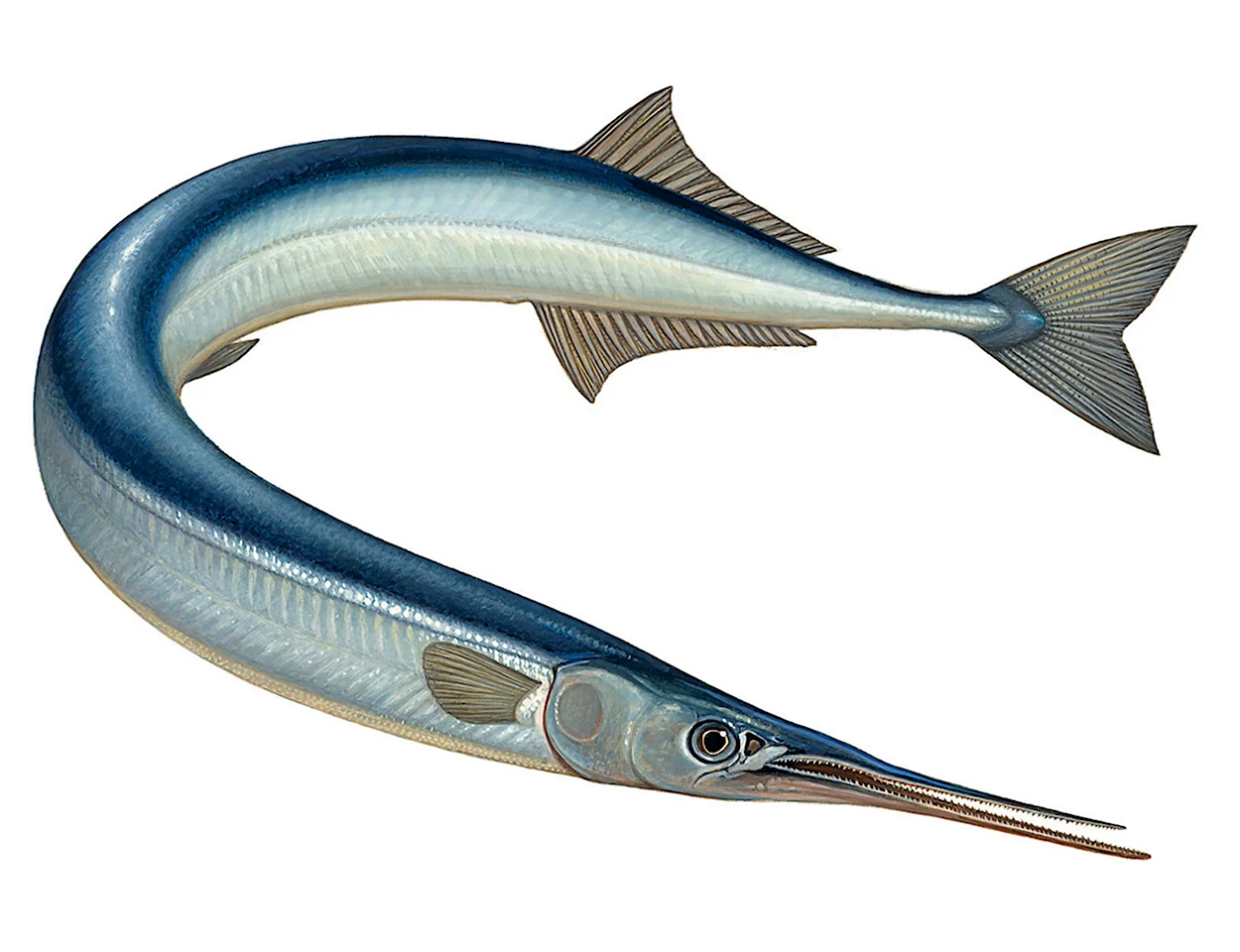 Черноморская рыба Сарган. Красивое животное