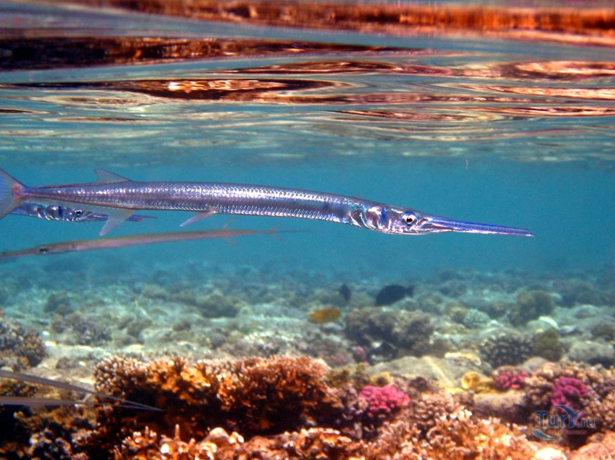 Черноморская рыба Сарган. Красивое животное