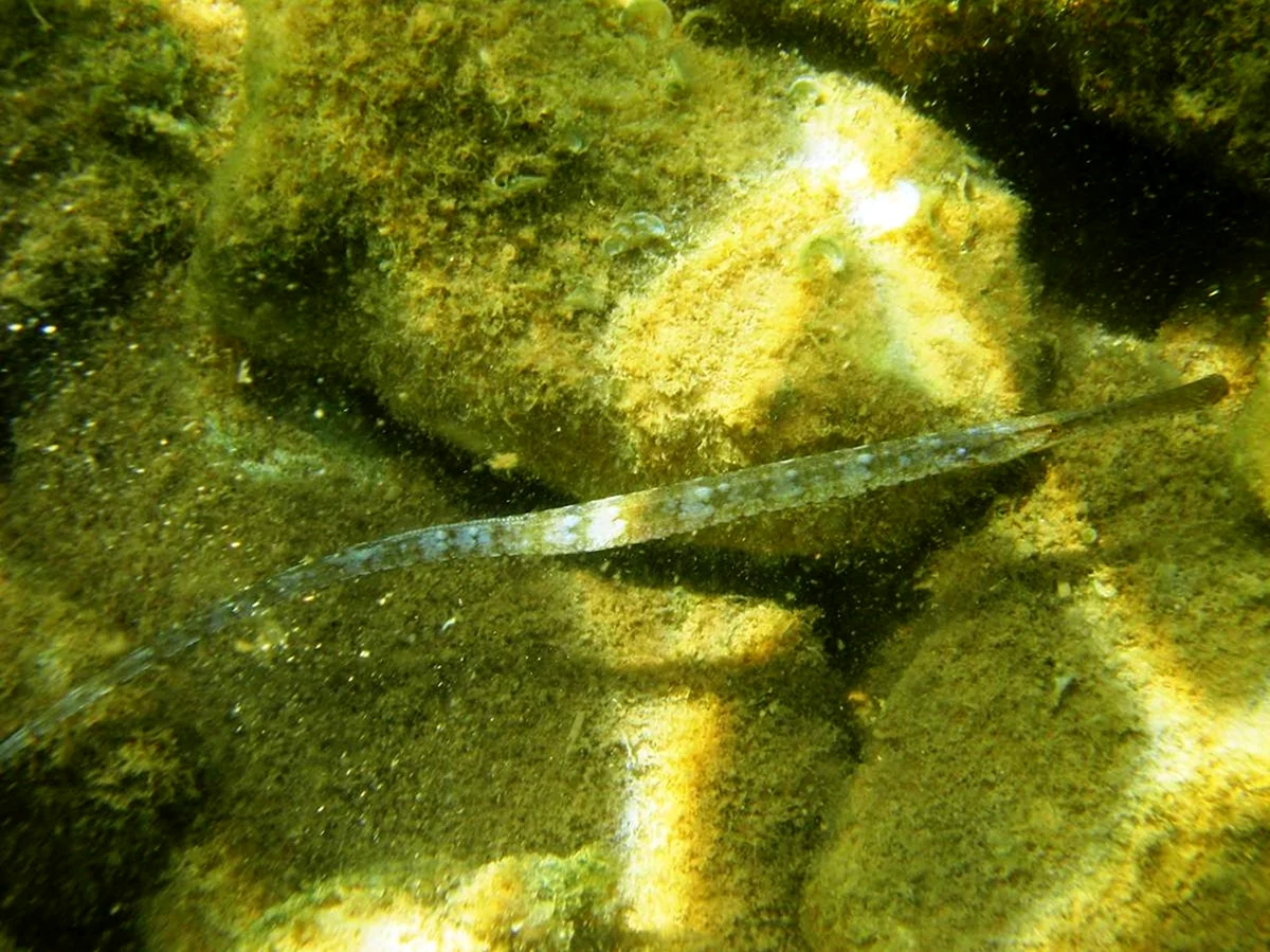 Черноморская шиповатая игла-рыба. Красивое животное