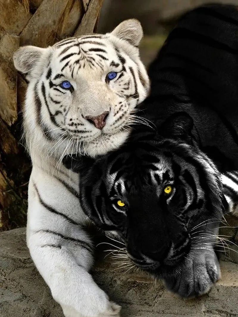 Черные тигры порода. Красивое животное