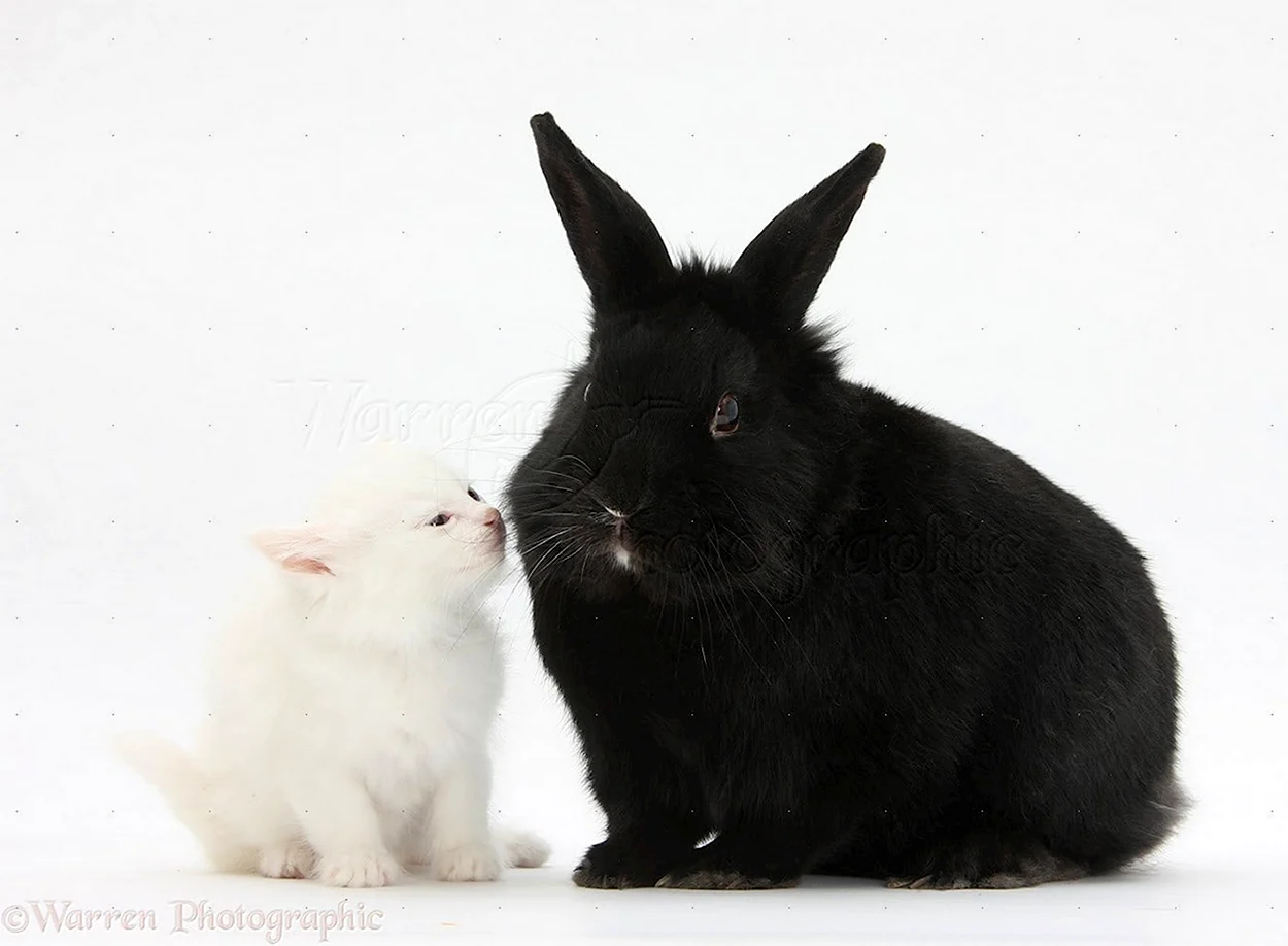 Черный и белый кролик. Красивое животное