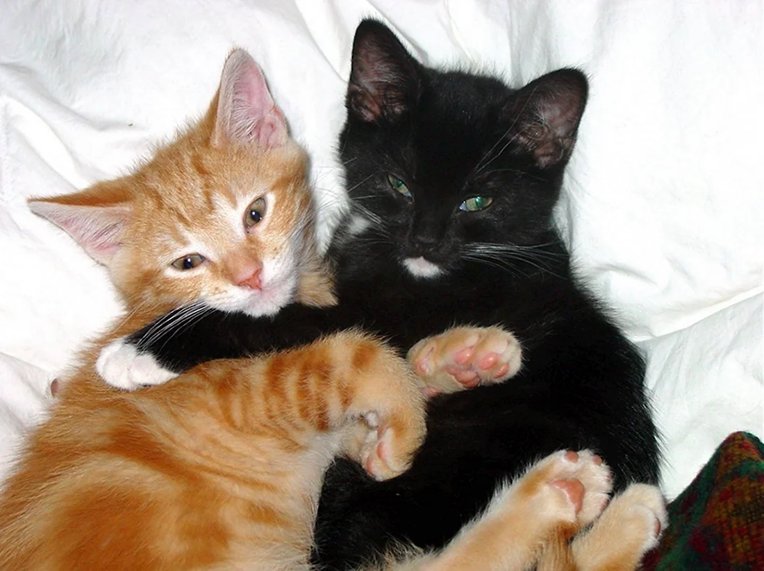 Черный и рыжий котенок. Красивые картинки животных