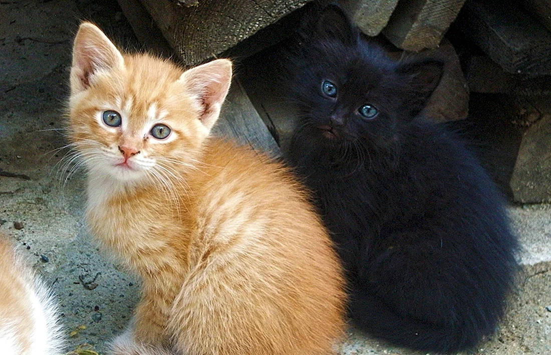 Черный и рыжий котенок. Красивые картинки животных