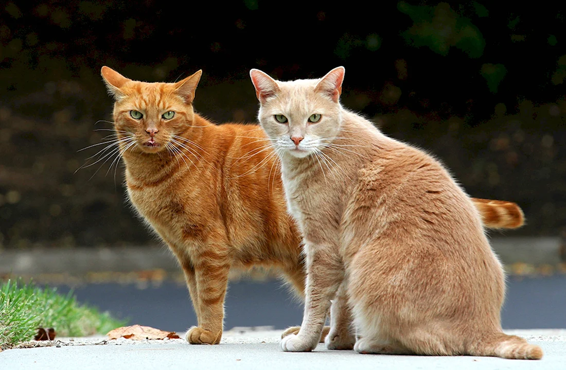 Черный и рыжий коты вместе. Красивые картинки животных