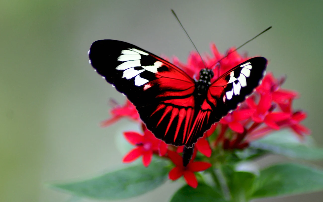 Черный Кардинал бабочка. Красивая картинка