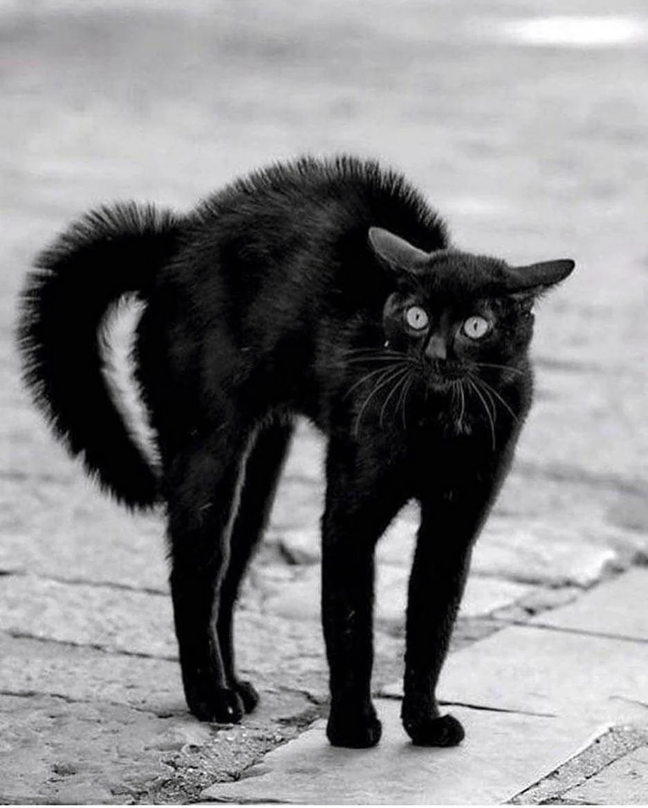 Чёрный кот. Красивое животное