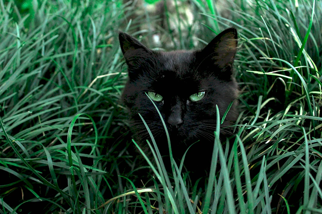 Чёрный кот. Красивые картинки животных