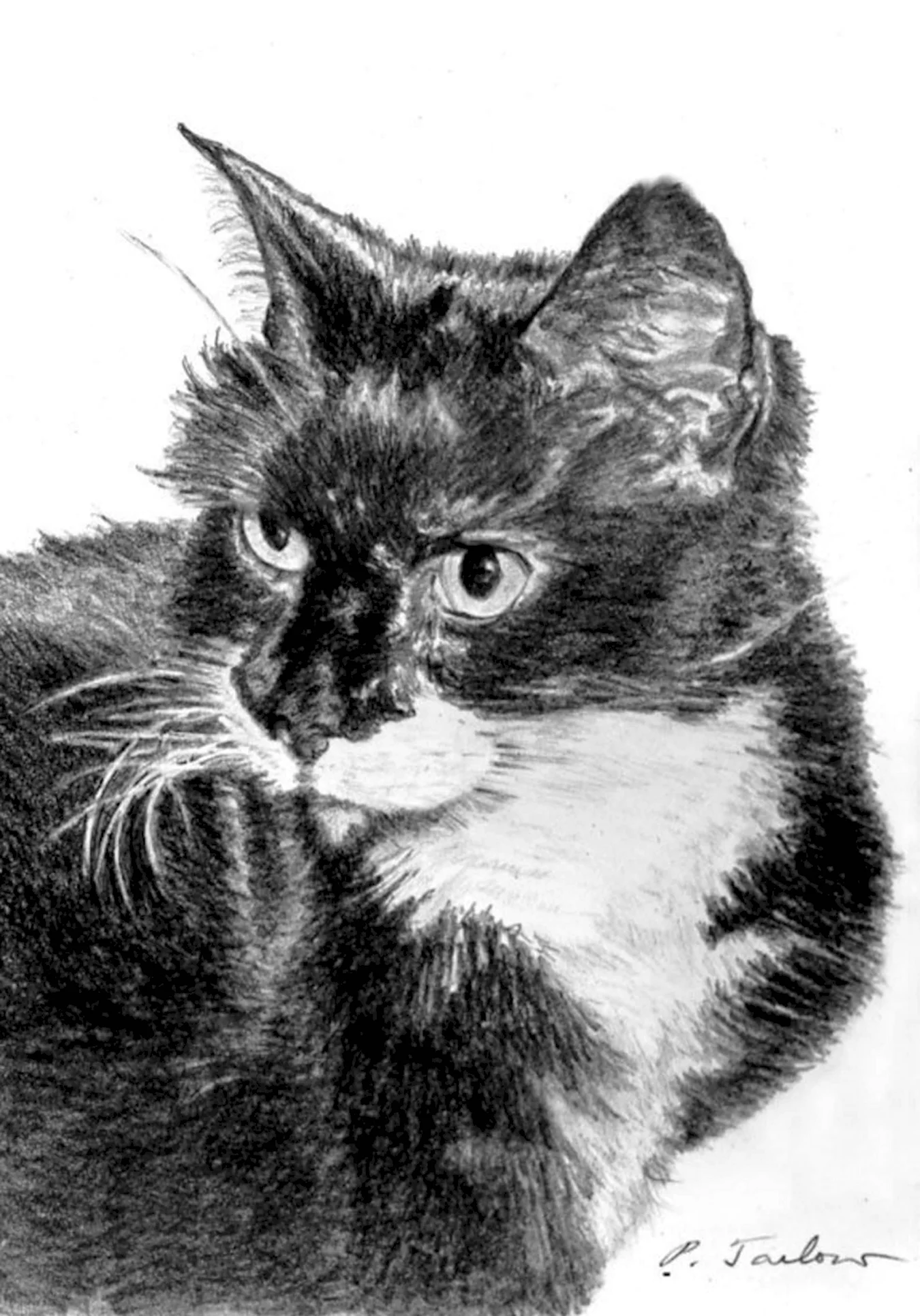 Черный кот рисунок карандашом. Для срисовки
